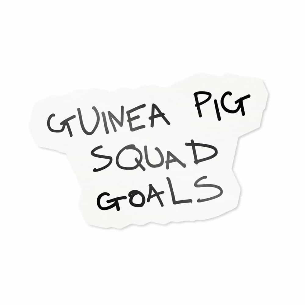 Guinea Pig Squad Goals, Sticker